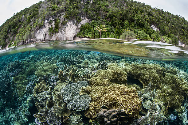 istock Coral Reef Near Limestone Island 530389259
