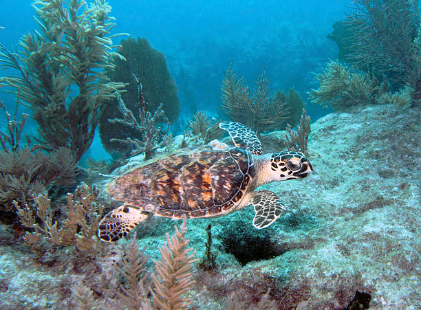 Hawksbill Sea turtle stock photo