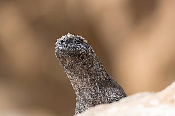 istock Female Marine Iguana Looking Over a Rock 530390389