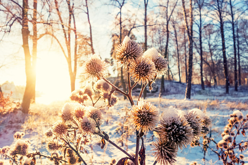 Thistles with snow and frost in December, Oslo Norway