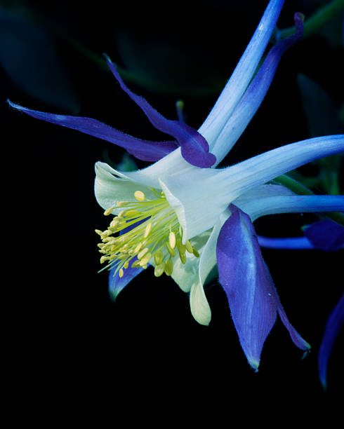 istock Blue columbine against black 530390771
