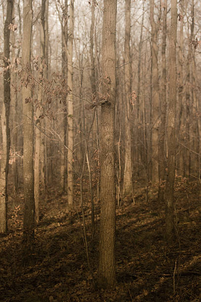 waldstück - herbstwald ストックフォトと画像