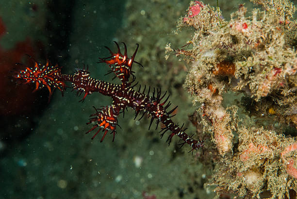istock Ornate ghost pipefish in Ambon, Maluku, Indonesia underwater 530391521