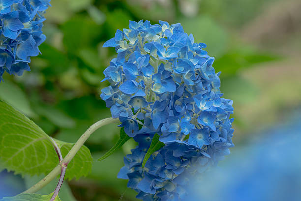 flores de hortênsia - 華やか - fotografias e filmes do acervo