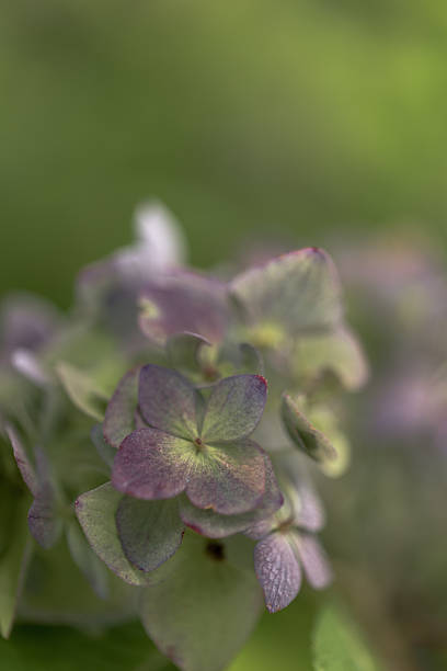 flores de hortênsia - 華やか - fotografias e filmes do acervo