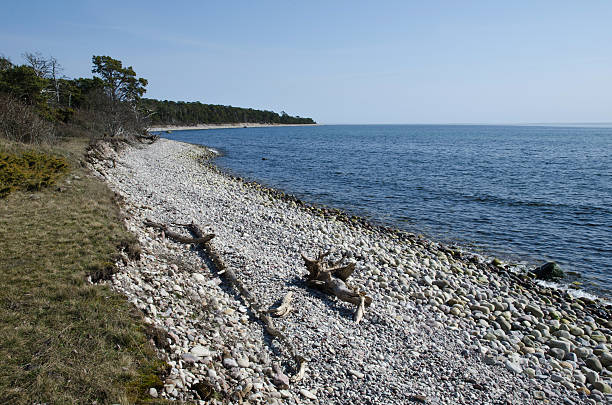 istock Driftwood at a stony coast 530392883