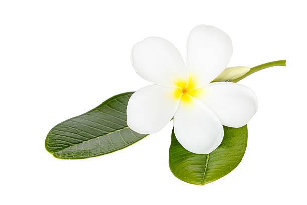 istock Close up white frangipani flower isolated on wite background 530393237