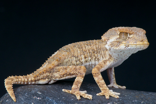 The helmeted gecko is a strange lizard species endemic to coastal Morocco.