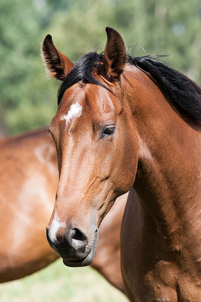 istock wild horses in the field 530393981