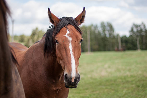 istock wild horses in the field 530394123