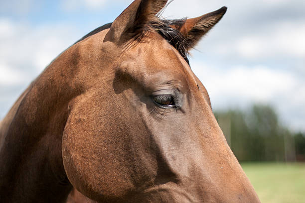istock wild horses in the field 530394155