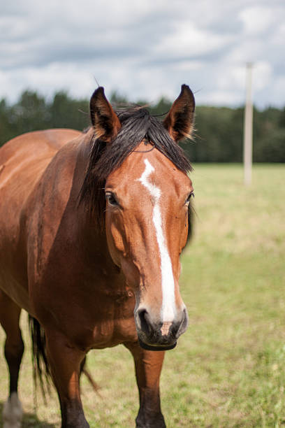 istock wild horses in the field 530394157