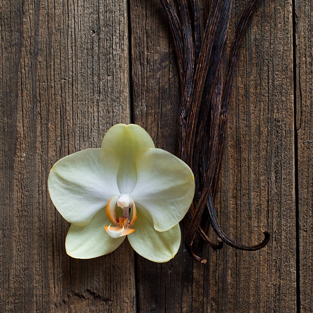 Vanilla sticks and flower on the wood stock photo