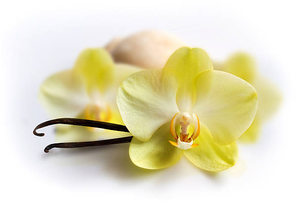 Vanilla sticks with flower and ice-cream stock photo
