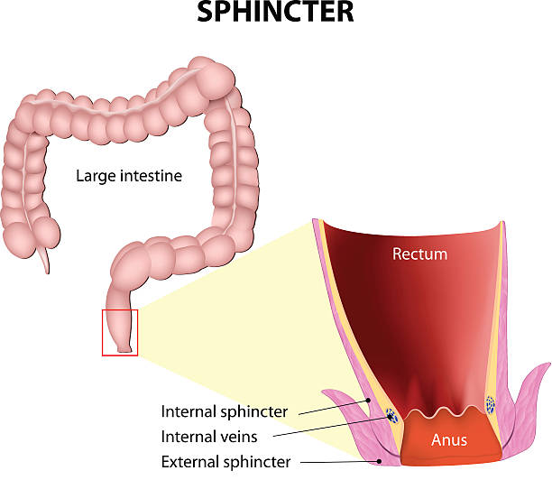 sphincters sphincters. Anatomy of the lower rectum and anus showing the muscle sphincters. The internal anal sphincter is made of smooth muscle. The external anal sphincter is made up of skeletal muscle sphincter stock illustrations