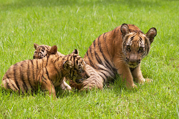 детские indochinese tigers игры на газоне. - tiger animal endangered species human face стоковые фото и изображения