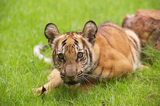 детские indochinese тигр играет на траве. - tiger animal endangered species human face стоковые фото и изображения