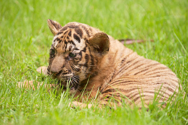 д�етские indochinese тигр играет на траве. - tiger animal endangered species human face стоковые фото и изображения