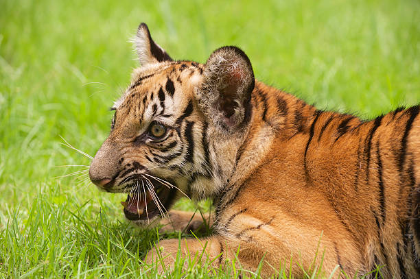 детские indochinese тигр играет на траве. - tiger animal endangered species human face стоковые фото и изображения