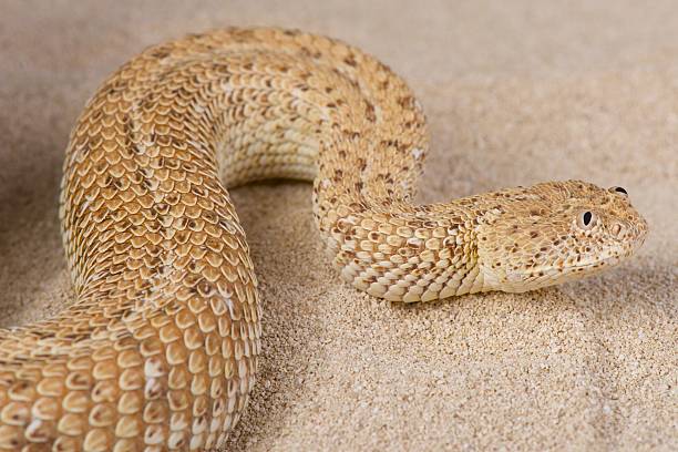 小人加算/bitis peringueyi - snake adder viper reptile ストックフォトと画像