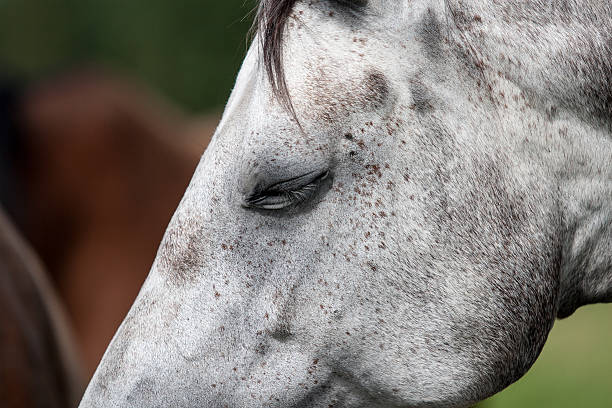 istock wild horses in the field 530395641