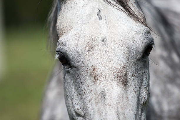 istock wild horses in the field 530395665