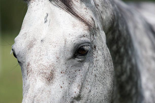 istock wild horses in the field 530395787