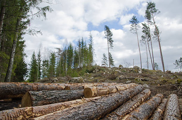 logpile ein klares-bereich - logpile stock-fotos und bilder