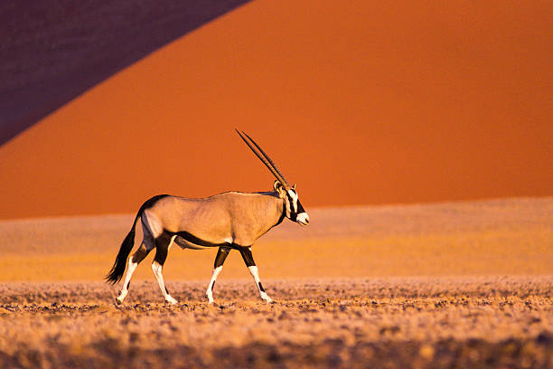 órix em sossusvlei - oryx - fotografias e filmes do acervo