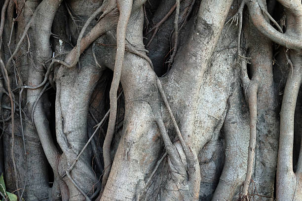 istock Close-up of banyan tree roots 530401263