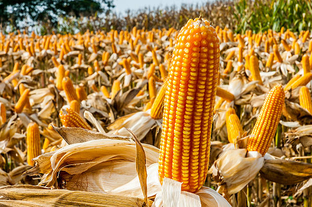 corn field - corn on the cob stock-fotos und bilder