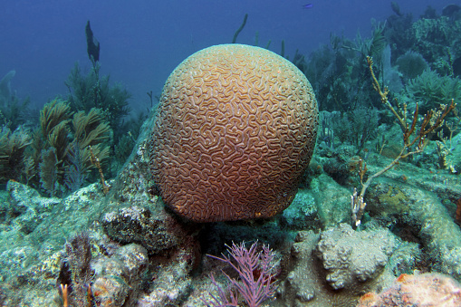 A Grooved Brain Coral on Molasses Reef in Key Largo, Florida.