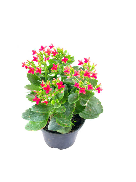 istock plant isolated on white background 530403603