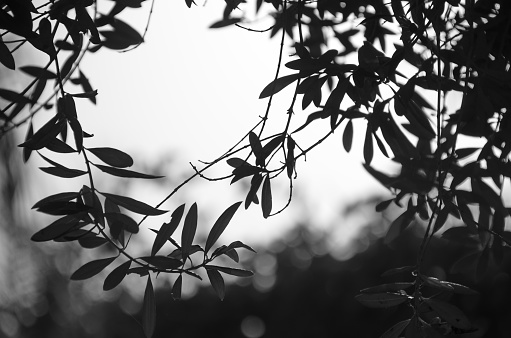 Background of olive leaves in a silhouette in black and white