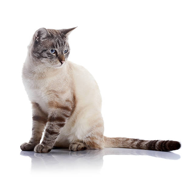 istock Beautiful striped cat with blue eyes. 530405275