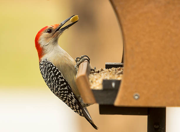 istock Red-bellied Woodpecker 530406293