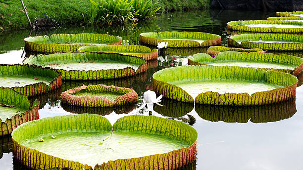 Water lily on Canal nature stock photo