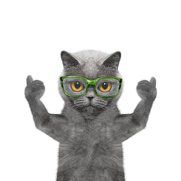 istock cat in glasses has very poor eyesight 530410588