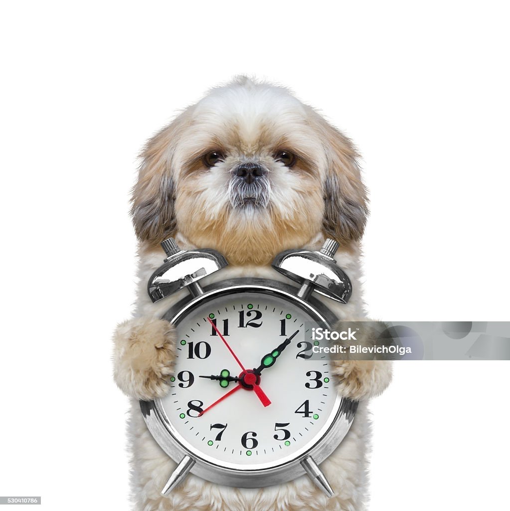 Shih Tzu Clock Shih Tzu Clock