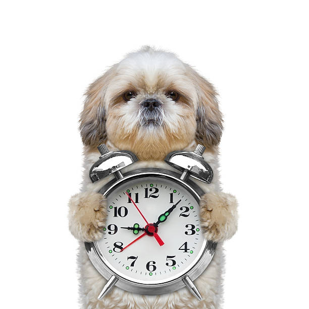 dog holding an alarm clock in his paws stock photo