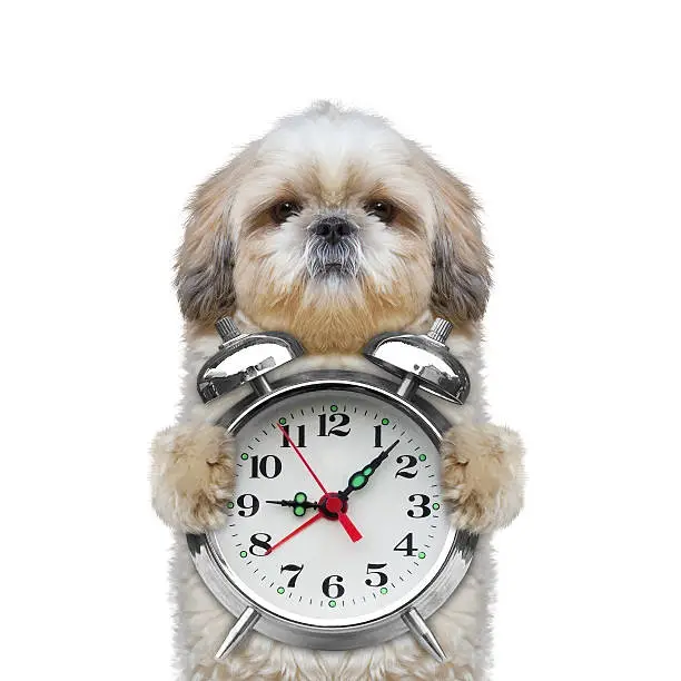 Photo of dog holding an alarm clock in his paws