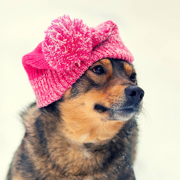 Dog wearing knitted hat with pompom walking outdoor in winter
