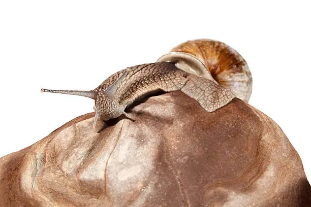 Photo of Snail on pebble