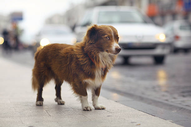little redhead mignon chien sur la rue - dog street loneliness solitude photos et images de collection