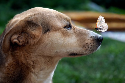 Butterfly on the nose of the dog. Funny dog, which sat on a butterfly nose. Conceptually - dogs in nature. Ecology, positive emotions