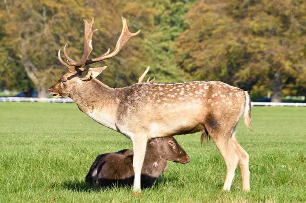 Two adult fallow deer close together with large antlers.