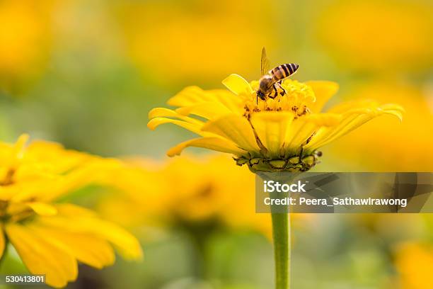 Bee On Yellow Flower Stock Photo - Download Image Now - Bee, Blossom, Close-up