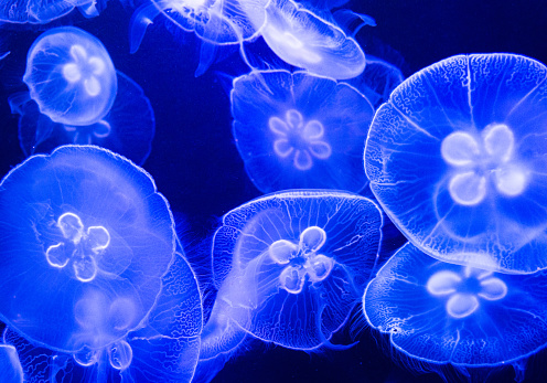 Group of translucent jellyfish for background.