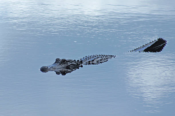 istock Alligator in Florida swamp 530414535