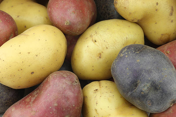 istock brown, red and purple potatoes 530414573